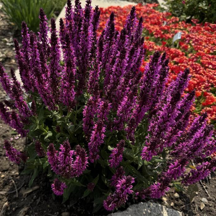 Salvia nemorosa Bumbleberry