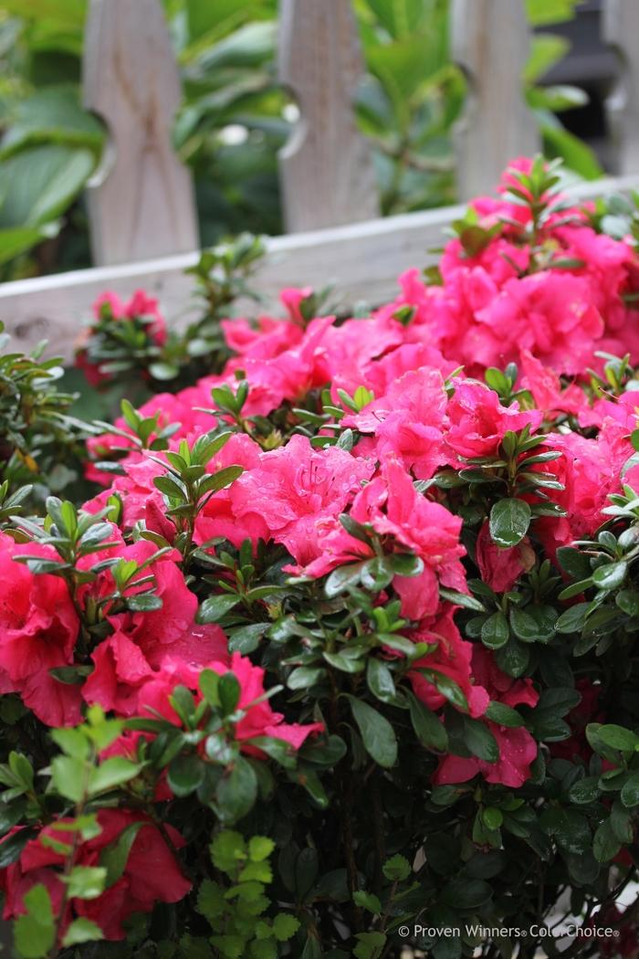 Sciadopitys verticillata 