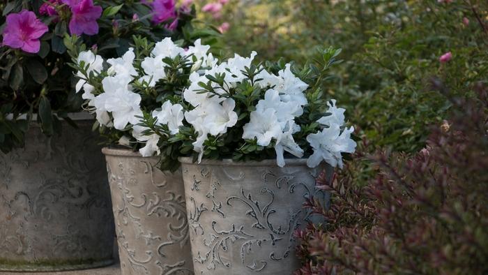 Sedum spurium John Creech