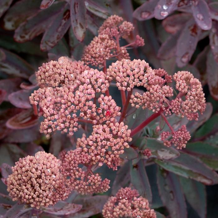 Sedum telephium Marina
