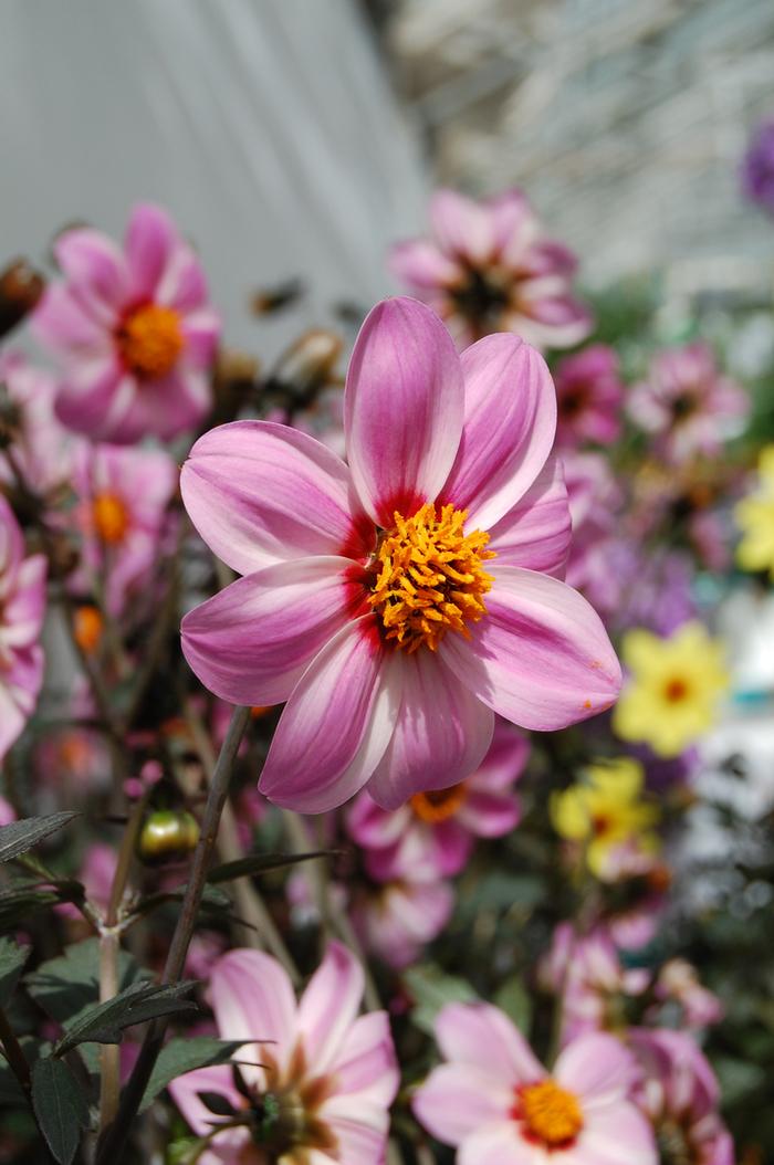 Sedum telephium Matrona