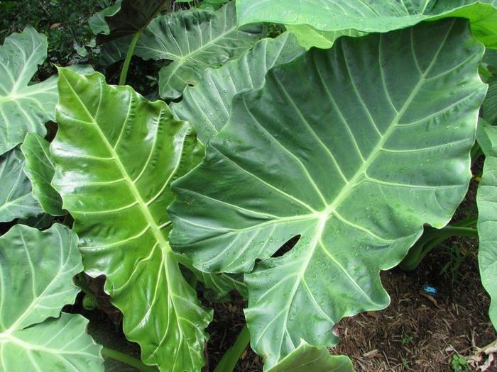 Sedum Moonlight Serenade