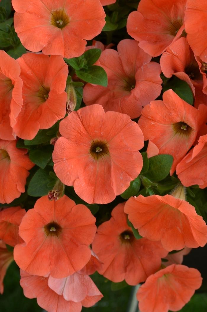 Sisyrinchium angustifolium Lucerne