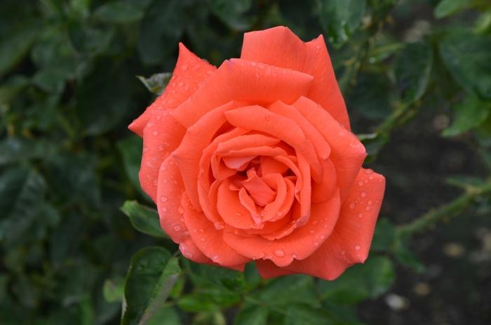Rosa Tropicana