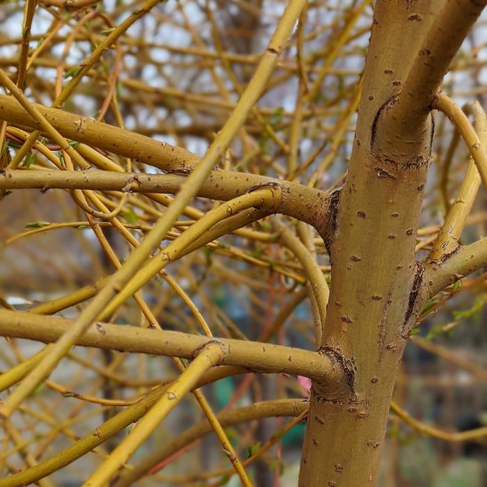 Salix alba Niobe