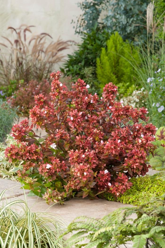 Vaccinium corymbosum Bluegold