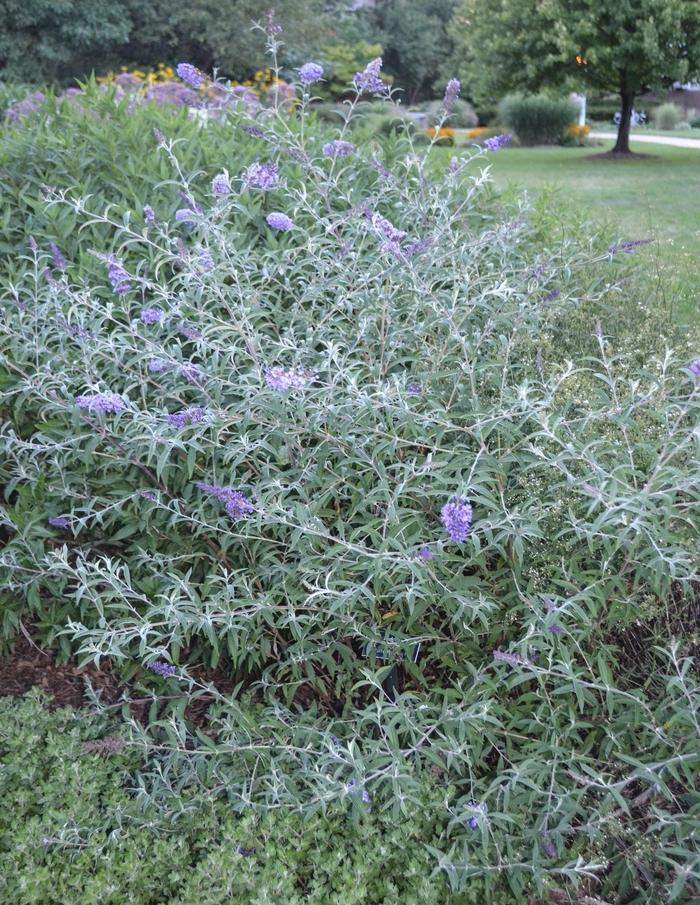 Buddleia davidii Nanho Purple