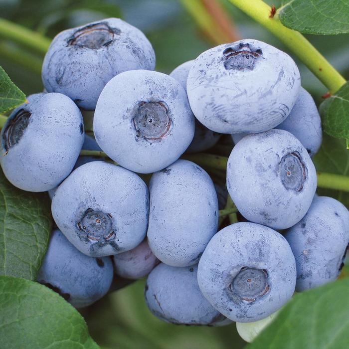 Vaccinium corymbosum Liberty