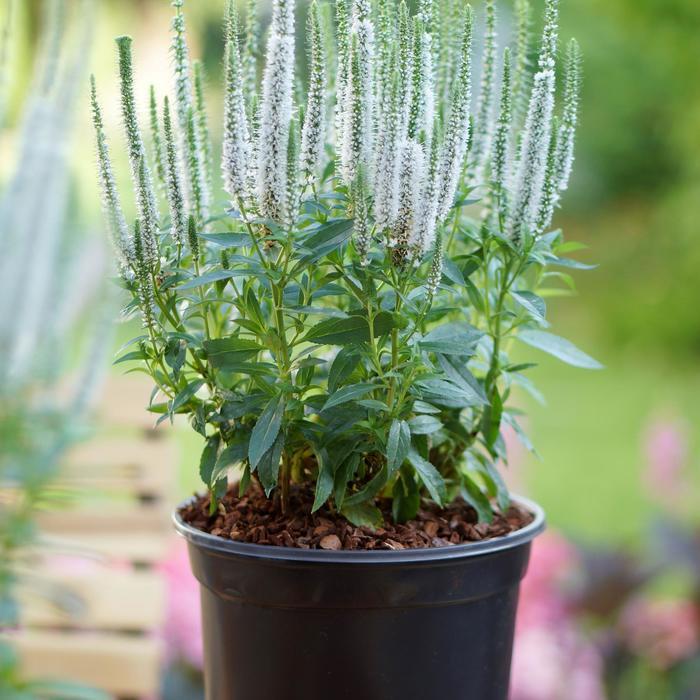 Veronica spicata Snow Candles