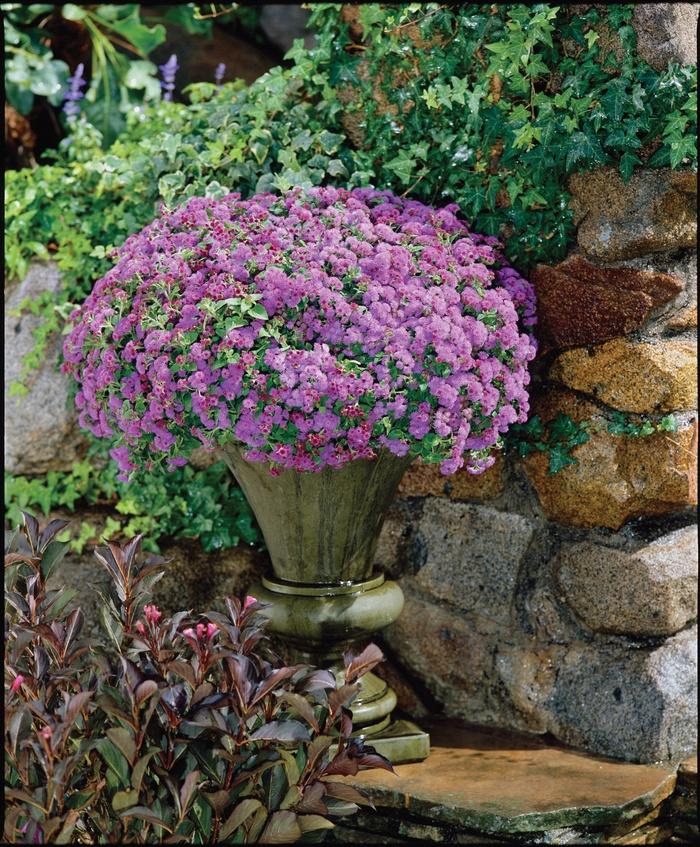 Veronica spicata Red Fox