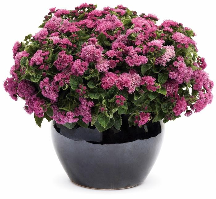 Viburnum dentatum Blue Muffin&reg;