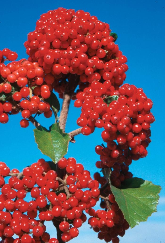 Viburnum dilatatum Cardinal Candy&reg;