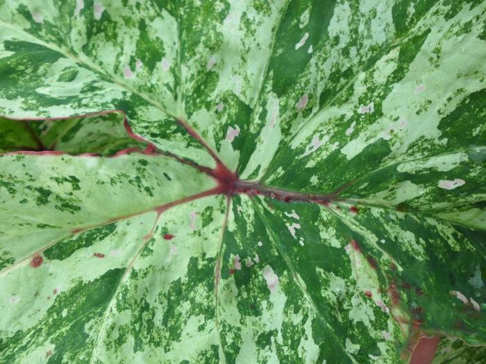 Viburnum rhytidophyllum 