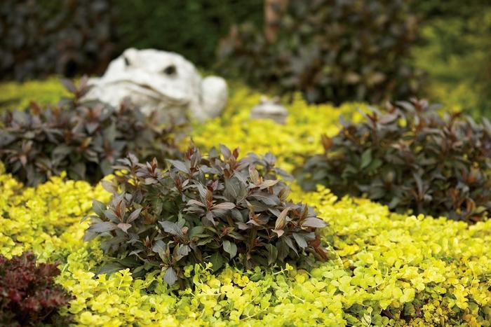 Weigela florida Midnight Wine&reg;