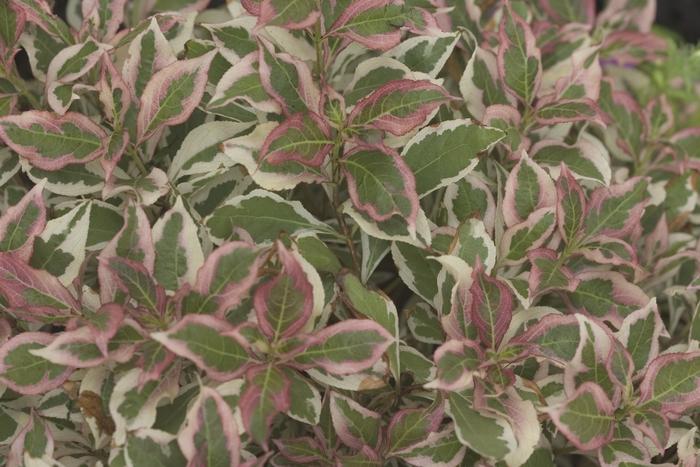 Weigela florida My Monet&reg;