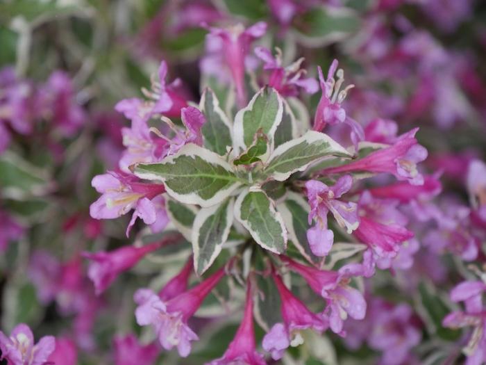Weigela florida My Monet Purple Effect&reg;