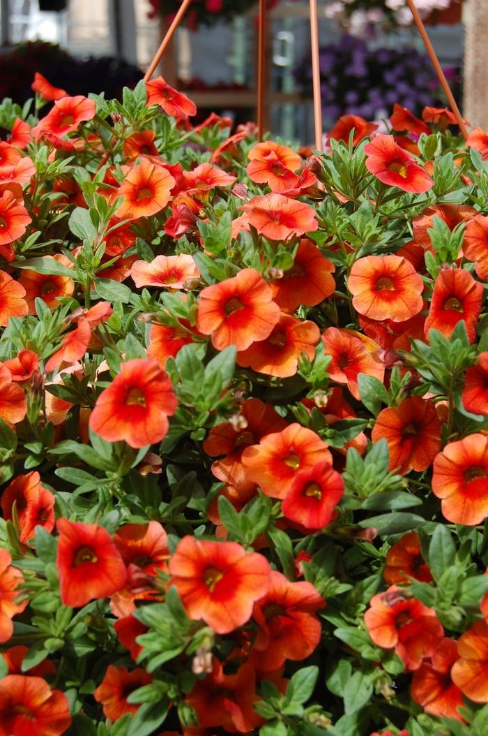 Wisteria macrostachya Summer Cascade&trade;