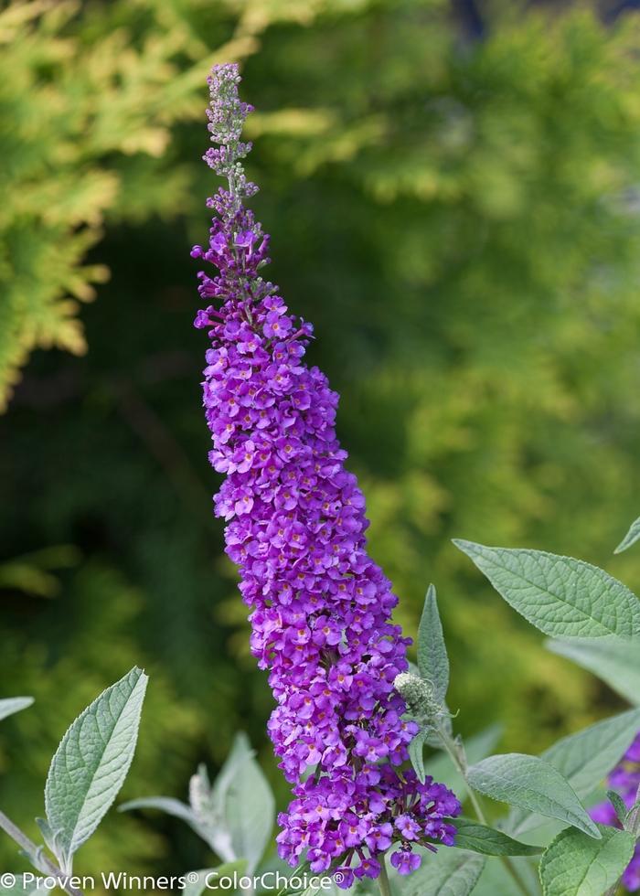 Buddleia Miss Violet