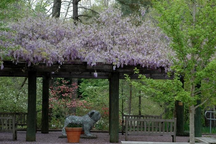 Wisteria sinensis 