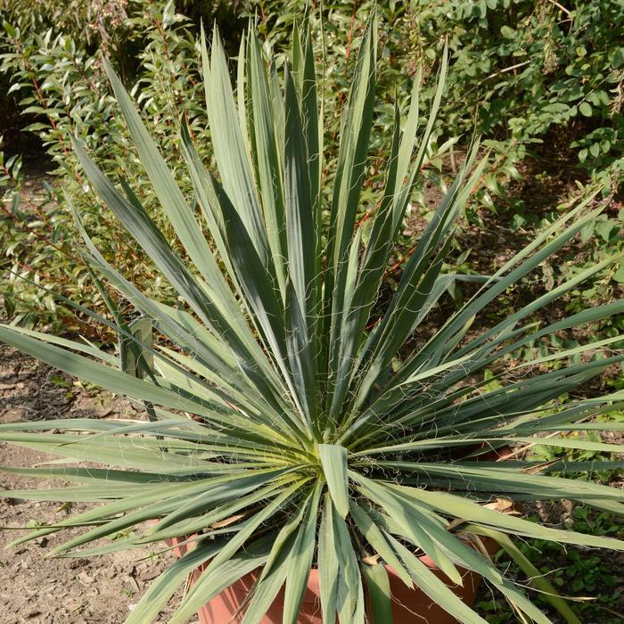 Yucca filamentosa Excalibur