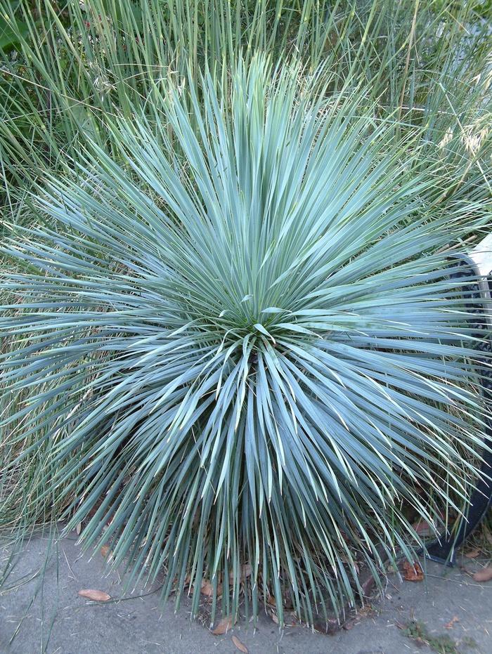 Yucca rostrata Sapphire Skies