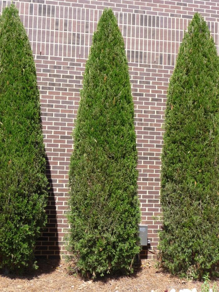 Thuja Green Giant