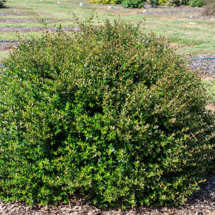 Abelia Apple Perfection&trade;