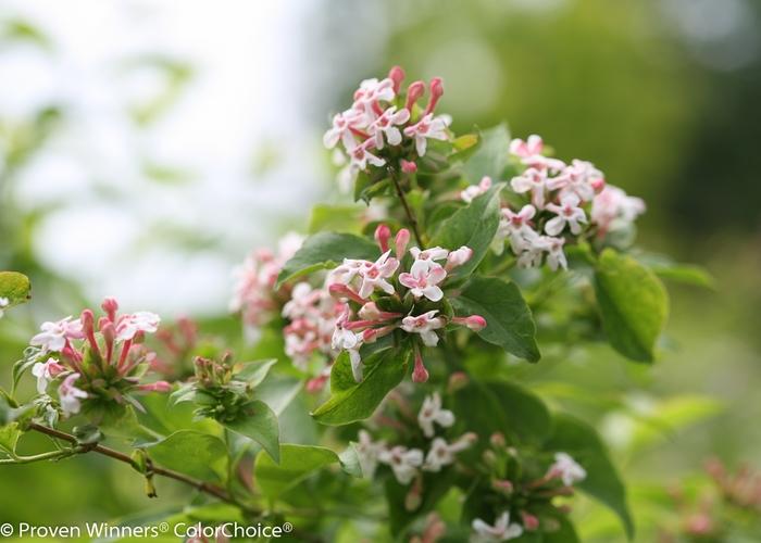 Abelia mosanensis Sweet Emotion&reg;