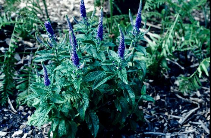 Veronica Sunny Border Blue