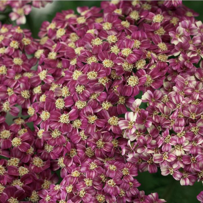 Achillea Desert Eve&trade; Deep Rose