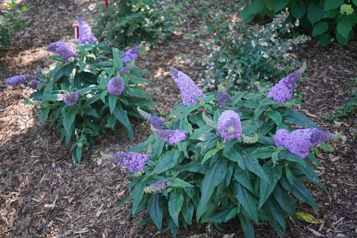 Buddleia Pugster&reg; Amethyst