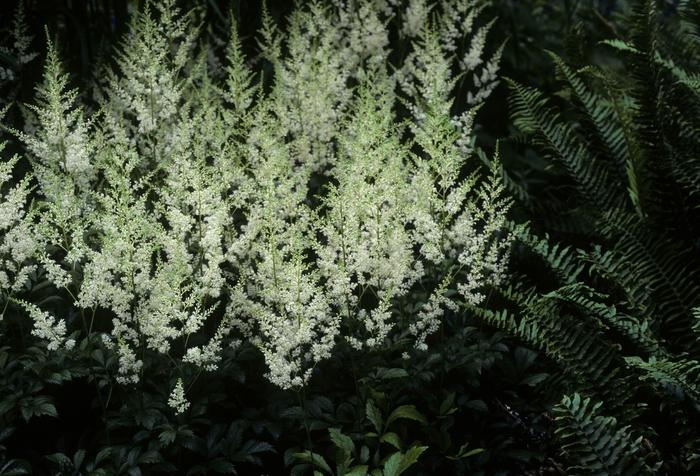 Astilbe x arendsii Snowdrift