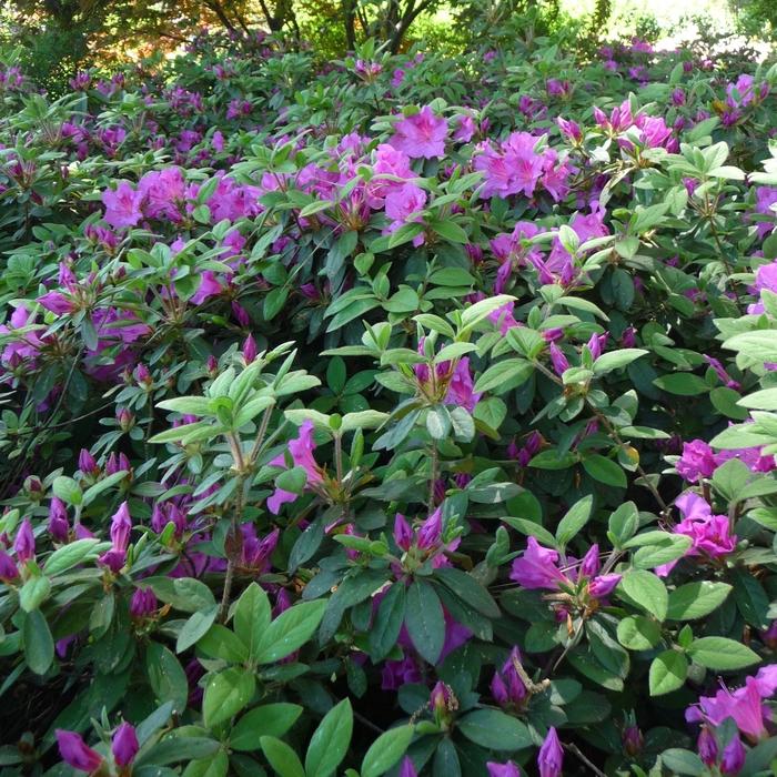 Rhododendron Encore&reg; Autumn Royalty&reg;