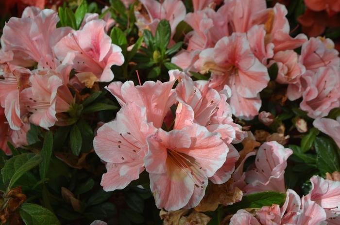 Rhododendron Encore&reg; Autumn Sunburst&reg;