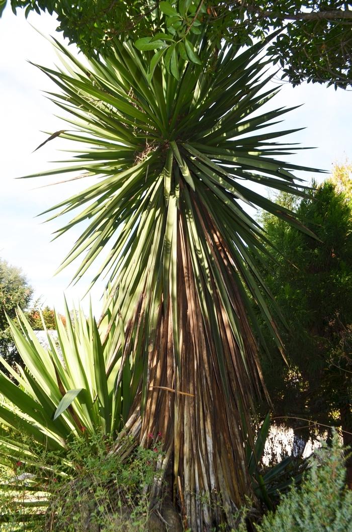 Rhododendron Encore&reg; Autumn Sangria&reg;