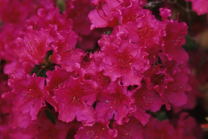 Rhododendron Girard hybrid Girard's Fuchsia