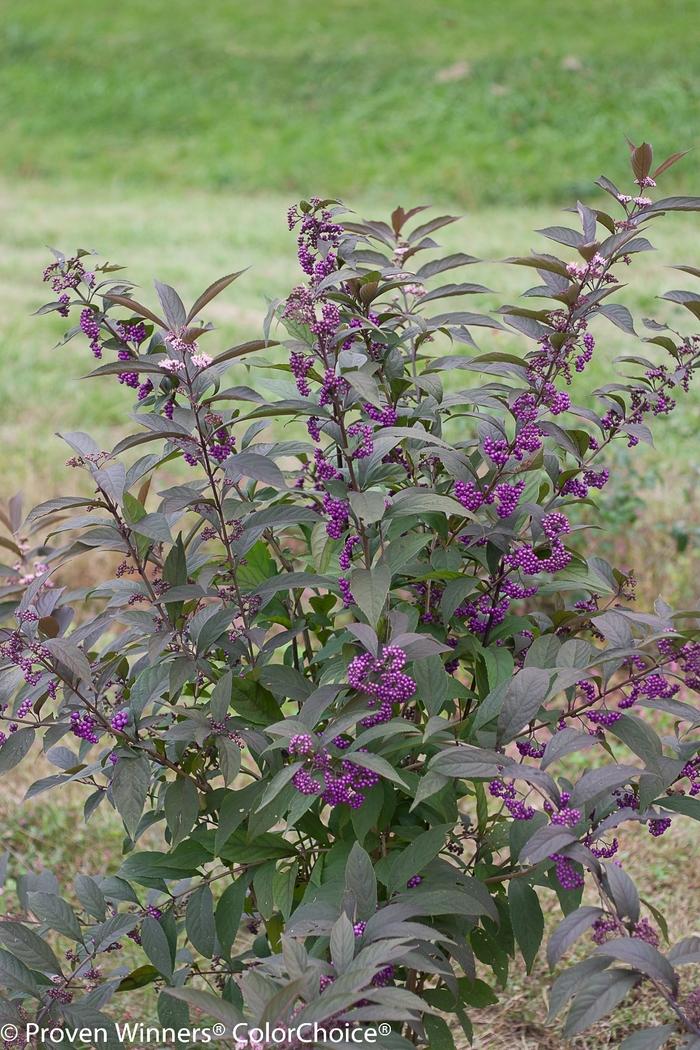 Callicarpa Purple Pearls&reg;