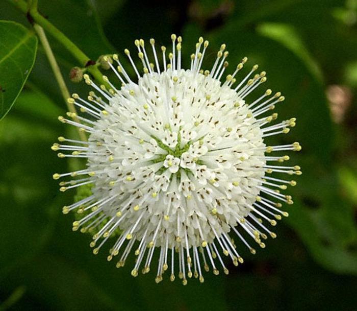 Cephalanthus occidentalis Magical&reg; Moonlight
