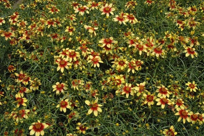 Coreopsis verticillata Route 66