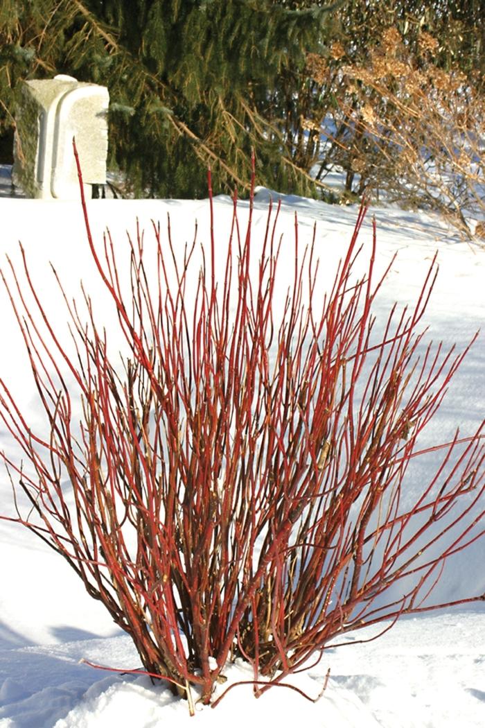 Cornus stolonifera Arctic Fire&reg; Red