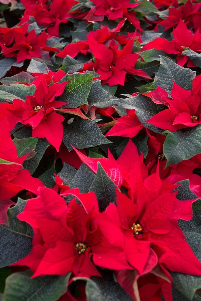 Cotinus coggygria Velveteeny&trade;