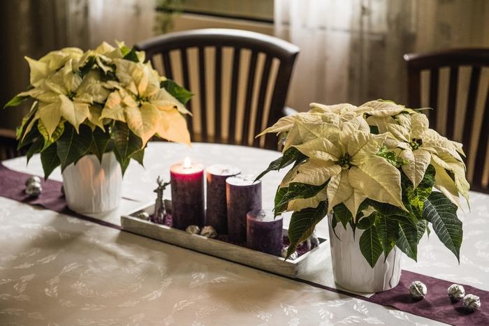 Dianthus Everbloom&trade; Plum Glory