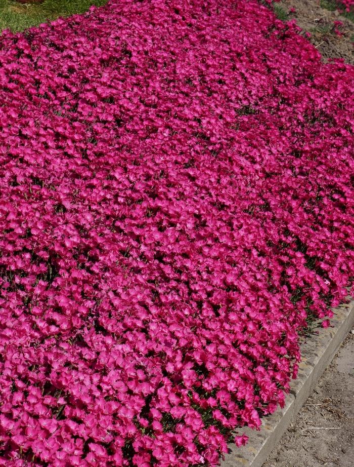 Dianthus Vivid&trade; Bright Light