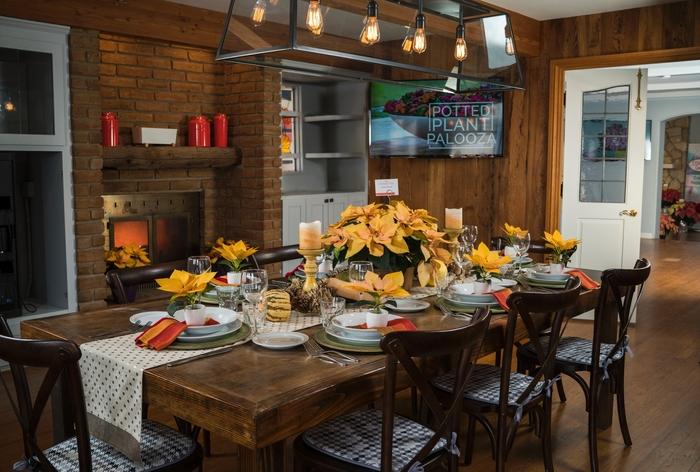 Dicentra Burning Hearts