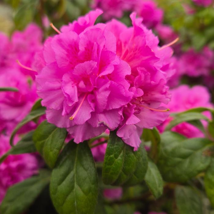 Rhododendron Encore&reg; Autumn Majesty