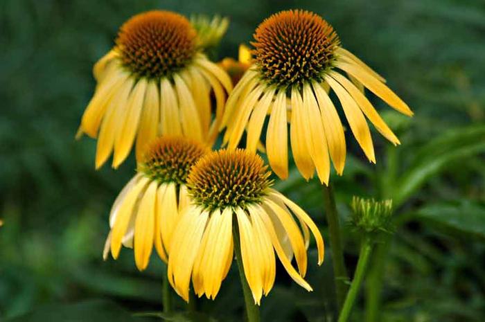 Echinacea purpurea Big Sky&trade; Harvest Moon