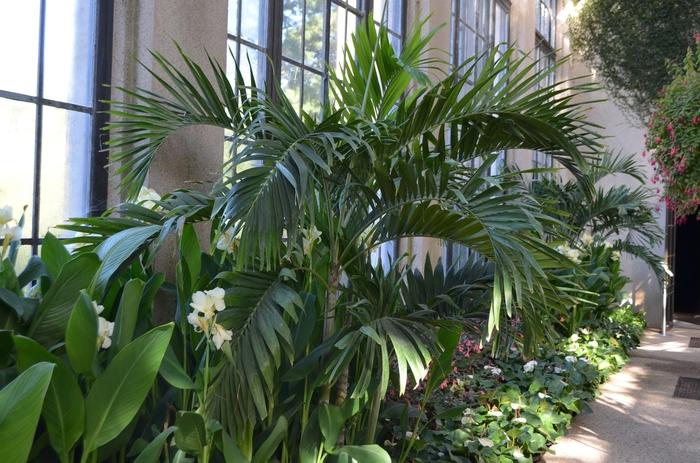 Adonidia merrillii - Christmas Palm from Grower Website Two