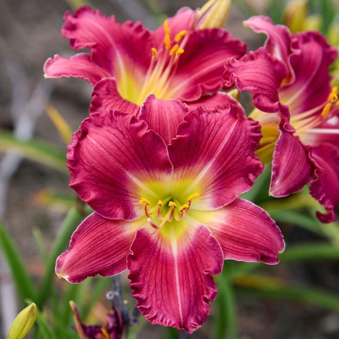 Hemerocallis Happy Ever Appster&trade; Romantic Returns