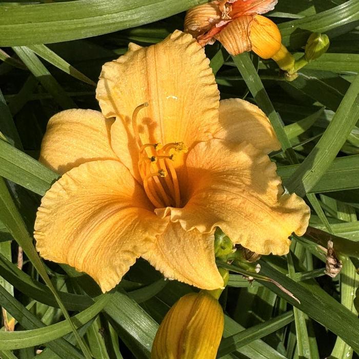 Hemerocallis Apricot Sparkles