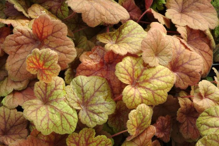 Heuchera Front & Center&trade; Electra